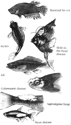 fish diseases
