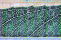 Willow Leaf
