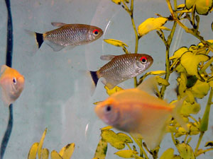 red eye tetras